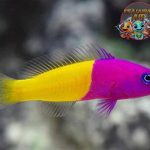 Dottyback: Si Cantik Berwarna-warni dari Terumbu Karang!