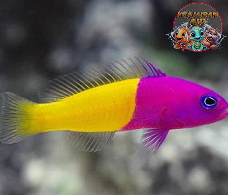 Dottyback: Si Cantik Berwarna-warni dari Terumbu Karang!