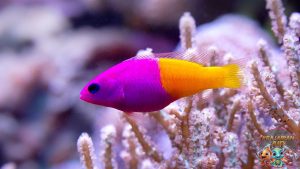 Dottyback: Si Cantik Berwarna-warni dari Terumbu Karang!