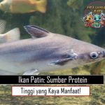 Ikan Patin