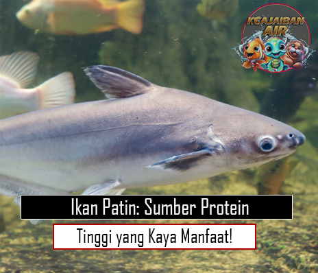 Ikan Patin