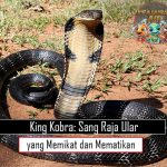 King Kobra: Sang Raja Ular yang Memikat dan Mematikan