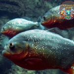 Piranha Perut Merah: Bukan Sekadar Ikan dengan Gigi Tajam!