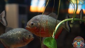 Piranha Perut Merah: Bukan Sekadar Ikan dengan Gigi Tajam!