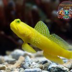 Mata Jeli Goby: Mengungkap Perilaku Menarik Watchman Goby!