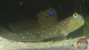 Mata Jeli Goby: Mengungkap Perilaku Menarik Watchman Goby!