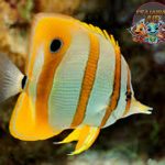 Butterflyfish: Keindahan Tersembunyi di Dunia Bawah Laut!