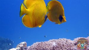 Butterflyfish: Keindahan Tersembunyi di Dunia Bawah Laut!