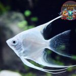 Decapterus: Si Ikan Layang yang Mendunia, Kenali Lebih Dekat!