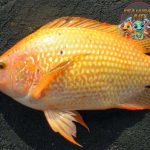 Simfoni Warna dalam Air: Keistimewaan Ikan Nila Merah!