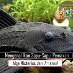 Mengenal Ikan Sapu-Sapu: Pemakan Alga Misterius dari Amazon!