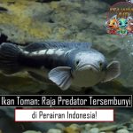 Ikan Toman