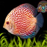 Pesona Ikan Malaikat: Rahasia Kecantikan Ikan Discus!