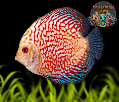 Pesona Ikan Malaikat: Rahasia Kecantikan Ikan Discus!