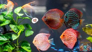 Pesona Ikan Malaikat: Rahasia Kecantikan Ikan Discus!