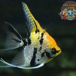 Ikan Angelfish: Lebih dari Sekadar Ikan Hias, Ini Dia Rahasianya!