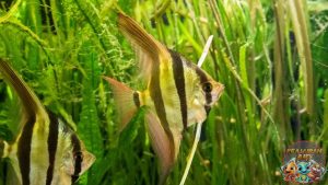 Ikan Angelfish: Lebih dari Sekadar Ikan Hias, Ini Dia Rahasianya!