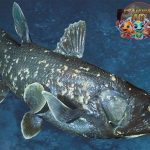 Ikan Coelacanth: Fosil Hidup yang Membongkar Rahasia Evolusi!