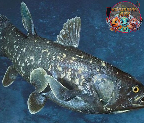 Ikan Coelacanth: Fosil Hidup yang Membongkar Rahasia Evolusi!