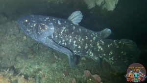 Ikan Coelacanth: Fosil Hidup yang Membongkar Rahasia Evolusi!