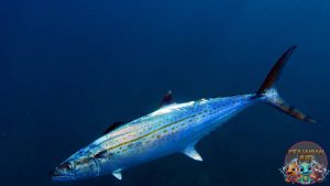 Si Penakluk Samudra: Mengenal Lebih Dekat Ikan Mackerel Cero!