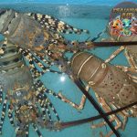 Lebih dari Sekadar Seafood: Fakta Mengejutkan Tentang Lobster!