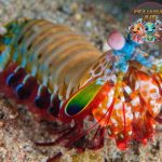 Si Cantik Mematikan: Udang Mantis, Predator Tersembunyi di Laut!