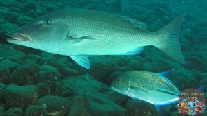 Penasaran dengan Ikan Lencam? Simak Keunikannya di Sini!