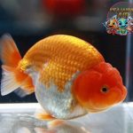 Ranchu: Sang Raja Ikan Mas Koki dengan Gerakan Anggun!