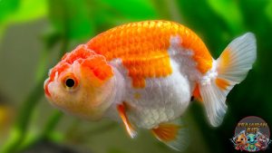 Ranchu: Sang Raja Ikan Mas Koki dengan Gerakan Anggun!