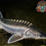 Fosil Hidup dari Zaman Dinosaurus: Rahasia Ikan Sturgeon!