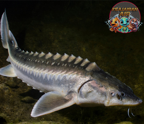 Fosil Hidup dari Zaman Dinosaurus: Rahasia Ikan Sturgeon!