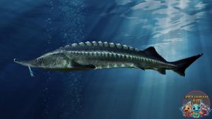 Fosil Hidup dari Zaman Dinosaurus: Rahasia Ikan Sturgeon!