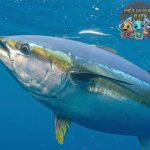 Mengungkap Rahasia Ikan Tuna, Sang Bintang Lautan Tropis!