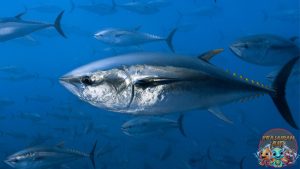 Mengungkap Rahasia Ikan Tuna, Sang Bintang Lautan Tropis!