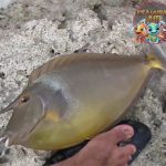 Penghuni Pasir Misterius: Mengungkap Dunia Ikan Kulit Pasir!