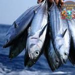 Ikan Cakalang: Keunikan dan Kelezatan yang Membuat Ketagihan!