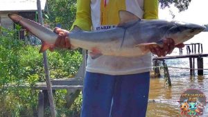 Ikan Hiu Banteng: Keberanian Sang Pemburu Laut yang Memikat!