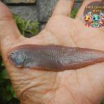 Ikan Lidah Masih Hidup: Keajaiban Alam yang Bikin Terkejut!