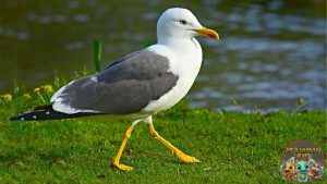 Burung Camar: Simbol Kebebasan yang Selalu Menari di Angin!