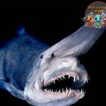 Goblin Shark: Wajah Aneh yang Menyimpan Keunikan Laut Dalam!