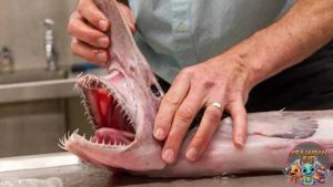 Goblin Shark: Wajah Aneh yang Menyimpan Keunikan Laut Dalam!