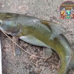 Ikan Tagih: Fenomena Laut yang Bikin Banyak Orang Terkejut!