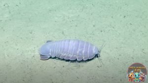 Kutu Laut: Makhluk Kecil dengan Dampak Besar di Ekosistem Laut!Kutu Laut: Makhluk Kecil dengan Dampak Besar di Ekosistem Laut!