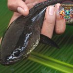 Ikan Gabus: Keajaiban Alam yang Tersembunyi di Perairan Kita!