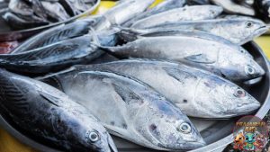 Ikan Tongkol: Keajaiban Alam yang Meninggalkan Jejak di Lautan!