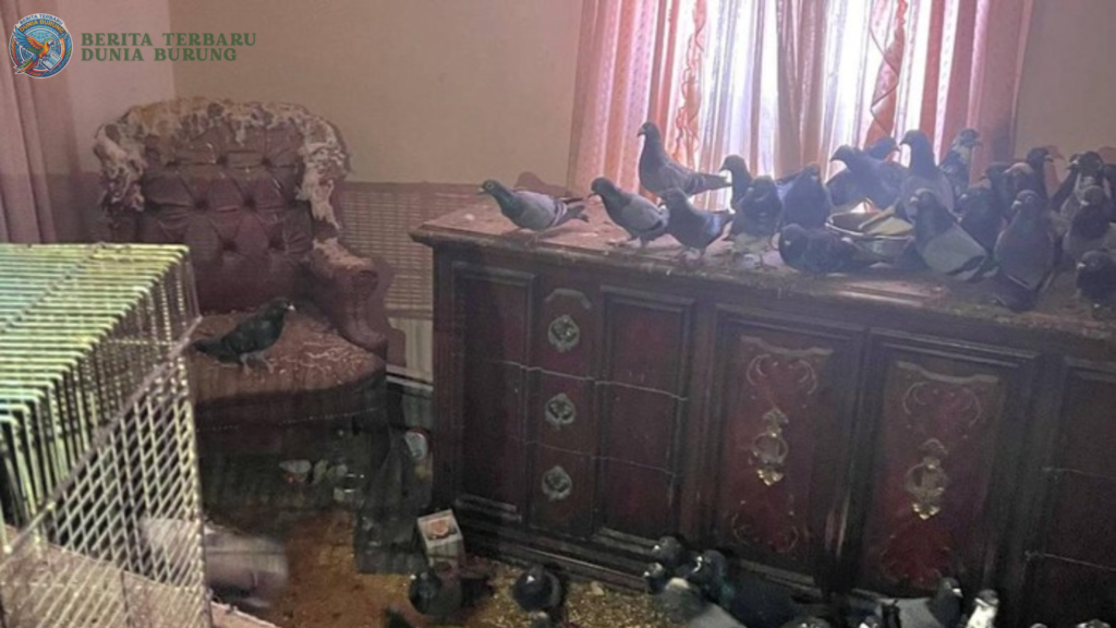 Rumah Penuh Ratusan Merpati Viral, Kondisinya Miris