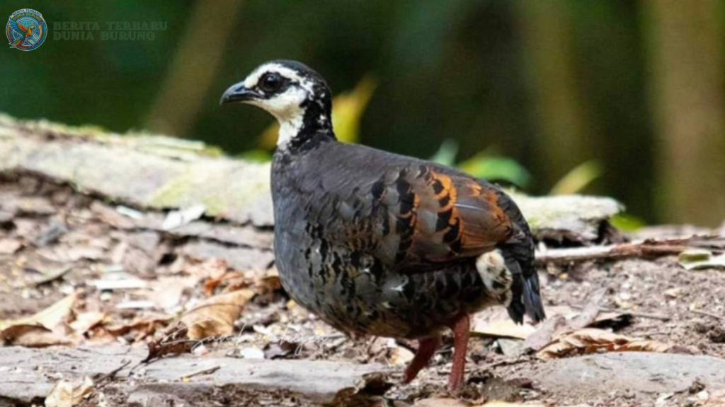 Puyuh Gonggong Biasa, Burung Endemik yang Rentan Punah